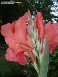 Pin On Cannas Coral And Pink