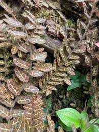 Image result for Solanum sp. A