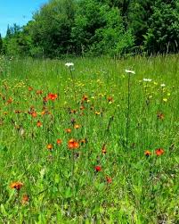If you want to take some of the beauty home with you, take advantage of their blooms by the bucket offer and carry out between 90 and 100 flowers arranged in a bucket. Field Of Wild Flowers Near Highmarket This Photo Was Taken By Me I Can T Remember Seeing Wildflowers So Vibrant Wild Flowers Flowers Pumpkin Patch