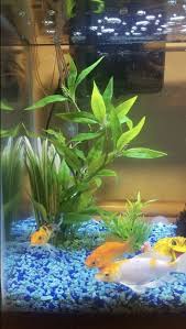 Check spelling or type a new query. Just 26 Fintastic Things From Amazon To Buy Your Fish
