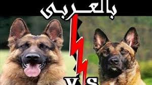 كلب المالينو عندما يغضب خطير شاهد اثبات قوته الهجومية الجبارة كلاب المالينوا أشرس اسعار كلاب المالينو في مصر 2020 ازاي تختار جرو مالينو ومعلومات عن كلب المالينو. Ø§Ù„ÙØ±Ù‚ Ø¨ÙŠÙ† Ø§Ù„Ø¨Ù„Ø¬ÙŠÙƒÙŠ Malinois ÙˆØ§Ù„Ø±Ø§Ø¹ÙŠ Ø§Ù„Ø£Ù„Ù…Ø§Ù†ÙŠ Ø§Ù„Ø¨Ù„Ø¬ÙŠÙƒÙŠ ÙƒÙ„Ø¨ Ø§Ù„Ù…Ø§Ù„ÙŠÙ†Ùˆ Ù…Ù‚Ø§Ø¨Ù„ Ø§Ù„Ø±Ø§Ø¹ÙŠ Ø§Ù„Ø£Ù„Ù…Ø§Ù†ÙŠ Ø¨Ø§Ù„Ù…Ù‚Ø§Ø±Ù†Ø© 2021 Ø§Ù„Ø¹Ù„ÙˆÙ… ÙˆØ§Ù„Ø·Ø¨ÙŠØ¹Ø©