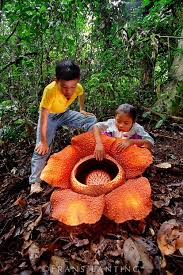 Pin On Amazing Plants