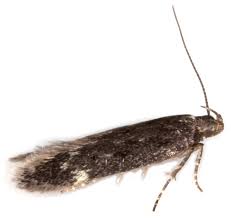 Image result for Bryotropha similis