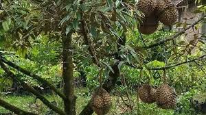 Seperti cara menanam durian bawor, buah durian musang king adalah varietas baru yang berasal dari kelompuk buah berduri yang lezat ini. Cara Menanam Durian Pendek 3 Tahun Berbuah Info Tanaman Buah