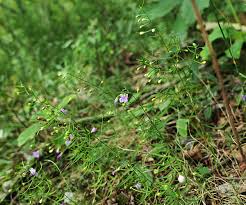 Image result for Geigeria filifolia