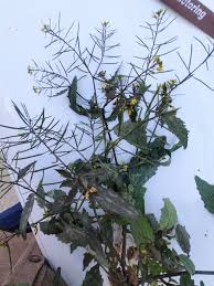 Image result for Rorippa madagascariensis