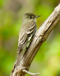 Image result for Contopus virens