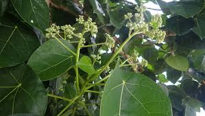 Image result for Hernandiaceae