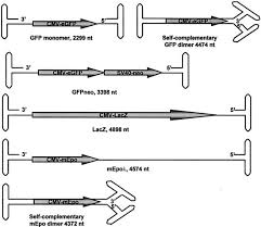 Image result for Black 1996 AAV