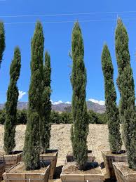 Image result for Cupressus sempervirens
