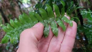 Image result for Arthropteris