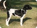 Black German Shorthaired Pointer Lab Mix