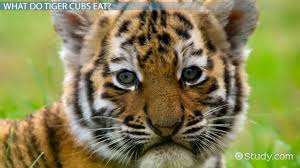 Tiger Cub Facts: Lesson for Kids - Video & Lesson Transcript | Study.com