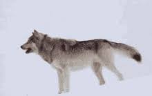 We did not find results for: Wolf Gifs Tenor