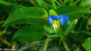 Image result for Commelina kotschyi