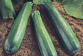 Maybe you would like to learn more about one of these? Spineless Supreme Zucchini Premium Garden Seeds Hoss Tools