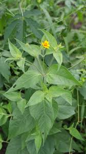 Image result for Aspilia africana