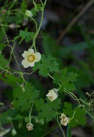 Image result for Momordica balsamina