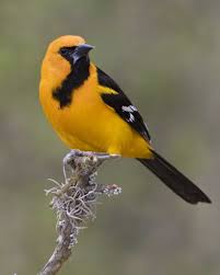 Black Bird With Yellow Breast Texas Pin On Birds