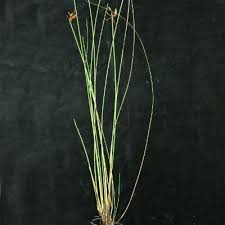 Image result for Cyperus colymbetes