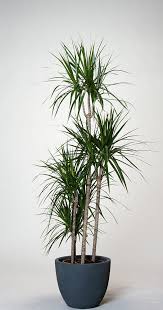 Hat leider einen kleinen sonnenbrand abbekommen ansonsten. Gerandeter Drachenbaum Bicolor Dracaena Marginata Bicolor Gunstig Online Kaufen Drachenbaum Schlafzimmer Pflanzen Zimmerpflanzen Ideen