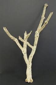 Cholla Wood Sandblasted Cholla Branch 24 30 Wood Branch Decor Cactus Craft Coffee Table Woodworking Plans