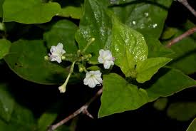 Image result for Commicarpus