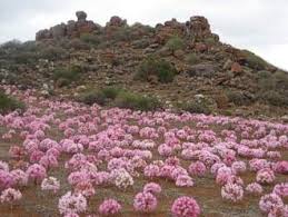 Image result for Brunsvigia