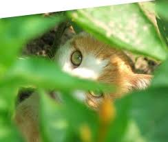 Bozita Feline Cat Food Bozita Com Sjekk Ut Dette Med Bilder