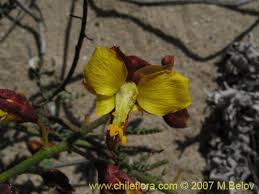 Image result for Caesalpinia cassioides