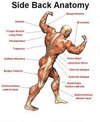 The composition and function of the. Side Back Anatomy Body Muscle Anatomy Muscle Anatomy Human Anatomy And Physiology