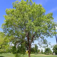 Image result for Ulmus parvifolia