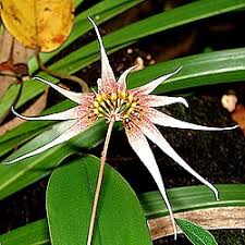Image result for Bulbophyllum comatum
