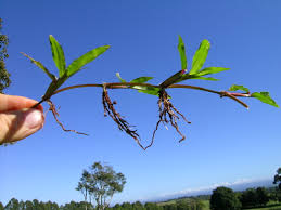 Image result for Axonopus compressus