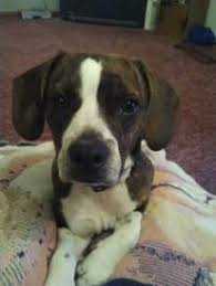 Black And White Boston Terrier Beagle Mix Meet Benji Boglen Terrier Beagle Boston Terrier Mix Pitbull Terrier Beagle Puppy Beagle Dog