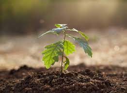 Check spelling or type a new query. What Layer Of Soil Is Best For Growing Plants Gardening Tips And Tricks