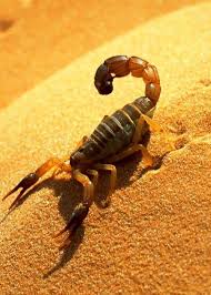 Hot Sand And Scorpion Charming Color Scorpion Animals Scorpio