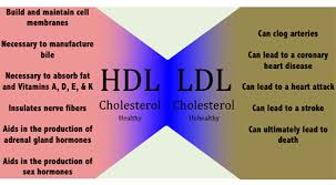 Cholesterol Is Transported Into The Body Through Our Bloodstream This Is Carried By Lipoproteins Lipoproteins Are C Cholesterol Lower Ldl Cholesterol Hdl Ldl