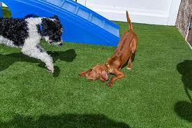 Puppy training camp bow wow. Camp Bow Wow New Orleans 62 Photos 63 Reviews Pet Training 2731 Tchoupitoulas St New Orleans La Phone Number Services