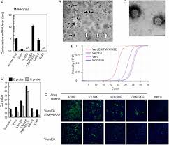 Formerly called cercopithecus aethiops, this group of monkeys has been split into several different species). Enhanced Isolation Of Sars Cov 2 By Tmprss2 Expressing Cells Pnas