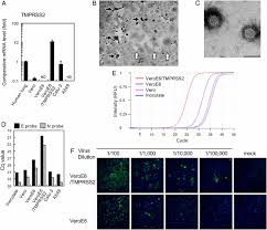 Vero e6, also known as vero c1008 (atcc no. Enhanced Isolation Of Sars Cov 2 By Tmprss2 Expressing Cells Pnas