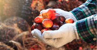 Malaysian rubber gloves added to us list of goods produced by forced malaysia's top glove factory raided, no evidence of forced labour found: Labour Shortages And The Eu Ban New Challenges For The Palm Oil Market Global Trade Magazine