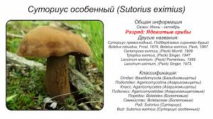 Image result for Sutorius eximius