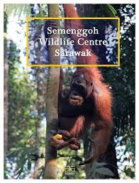 Getting In Touch With Nature Semenggoh Wildlife Centre Semadang Kayaking Sarawak Asia Travel Southeast Asia Travel