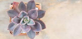 The combination of purple leaves and pink flowers is an unusual color scheme in a plant, but a few succulent plants with trailing growth. 11 Colorful Succulents To Make Your Garden Pop Proflowers