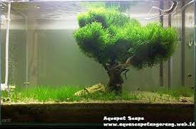 Flame Moss Carpet Fish Tank Plants Aquascape Design Planted Aquarium