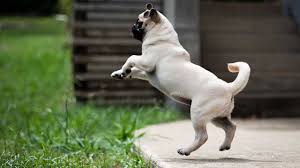 ¡apolo está en una situación difícil y necesita la ayuda de paw patrol! Ensine Seu Cachorro A Nao Pular Nas Pessoas Jornal De Brasilia