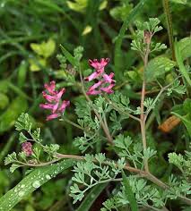 Specie protetta a rischio d'estinzione, solo i censiti. Fumaria Officinalis L Fumaria Comune Piante Commestibili Erbe Piante Selvatiche