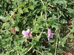 Image result for Syncolostemon elliottii
