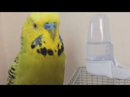 Muhabbet Kusu Fistik Karma Babacik Askim Cici Kus Opucuk Sisko Kusum Askisim Oglum Cok Guzel Youtube Parrot Bird Animals